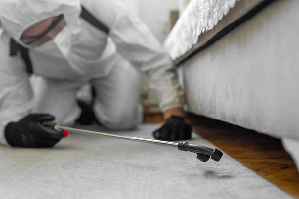 Professional Ant Control technician working in Somerville, MA